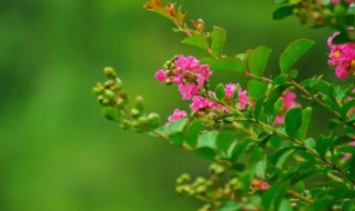 仲春的意思（仲春的意思是不是暮春晚春）