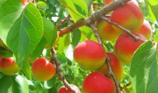 梅杏圣女果 圣女果梅子