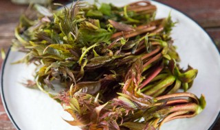 香椿腌制多久可以吃 香椿腌制多久可以吃了