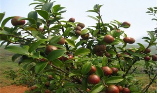 油茶种植的几种方法（油茶如何种植）