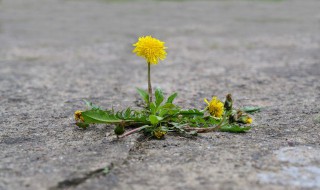 蒲公英花语是什么意思 蒲公英花语是什么意思 蒲公英代表什么爱情