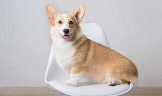 在家怎么给小狗洗澡 在家怎么给小狗洗澡视频