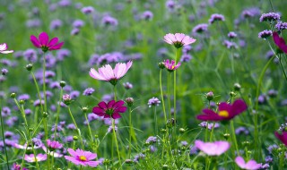 格桑花语是什么意思 格桑花花语是什么意思