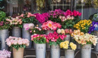 伊芙月季有哪些优秀的品种（伊芙月季哪些品种好）