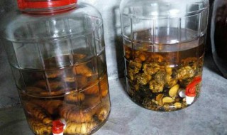 天麻和枸杞能一起泡酒吗 天麻和枸杞子可以在一起泡酒吗