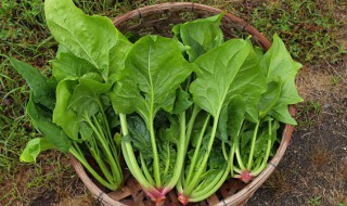 菠菜和豆腐可以做汤吗（菠菜能做豆腐汤吗）