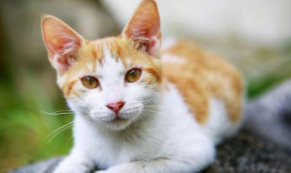 猫可以吃两种不一样的猫粮吗 猫可以吃2种猫粮吗