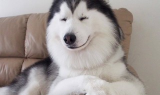 怎么挑选纯种哈士奇（怎么挑选纯种哈士奇犬）