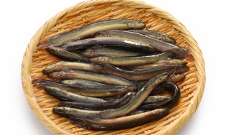 泥鳅怎么做最好吃（泥鳅怎么吃最壮阳补肾）