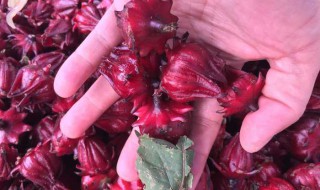 冰糖红桃k做法（红桃k煮冰糖怎么煮）