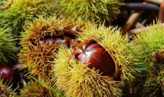 新鲜板粟怎么保存（新鲜板粟怎么保存比较好）