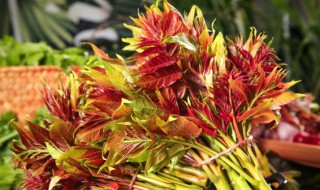 新鲜香椿可以放几天(新鲜香椿可以放几天不坏)