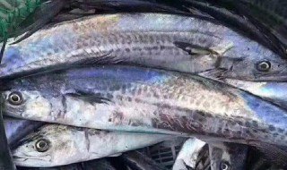 哪些人不能吃马鲛鱼（什么人不可以吃马鲛鱼）