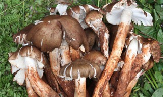 鸡枞菌的吃法（野生鸡枞菌的最佳吃法）
