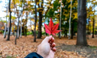 叶落知秋意思（叶落知秋意思2022超火的微信昵称）