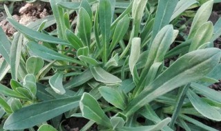 哪些人不能吃面条菜 哪些人不能吃面条菜呢