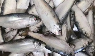哪些人不能吃青鳞鱼 青鳞鱼能吃吗