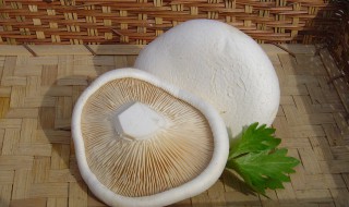 阿魏菇的吃法（阿魏菇的做法大全窍门）