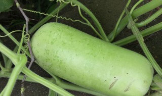 哪些人不能吃瓠瓜 哪些人不能吃瓠瓜呢