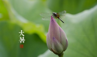 大暑节气有什么禁忌 大暑节气有什么禁忌吗