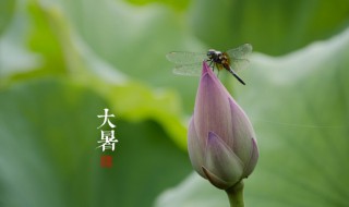 大暑节气怎样养生（大暑节气饮食养生）