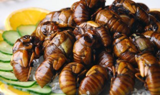 哪些人不能吃知了猴 为什么知了猴能吃知了不能吃