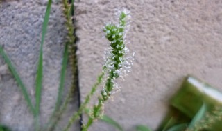 车前子的功效和作用（车前子的功效与作用的功能与主治）