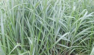 白草是什么意思(什么叫白草)