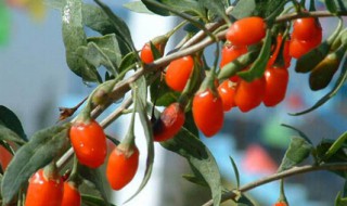 山萸肉的作用与功效（山萸肉的作用与功效图片）