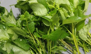 哪些人不能吃白花菜（什么人不能吃白花菜）