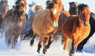 老骥伏枥的历史典故 老骥伏枥的历史典故有哪些