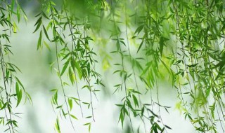 杨柳有什么精神品质（杨柳有什么精神品质特点）