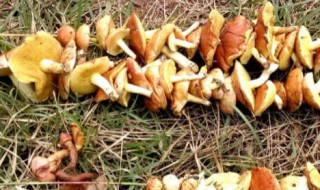 松蘑不能和什么在一起吃呢（松蘑不能跟什么一起吃）