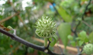 曼陀罗花粉有什么功效（曼陀罗花粉的功效与作用）