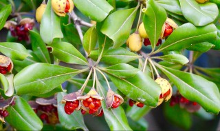 海桐果实能吃吗