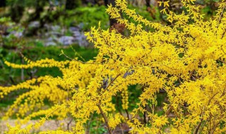 迎春花花语是什么 迎春花的特点迎春花的花语