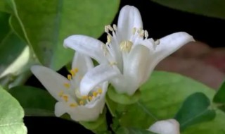 玳玳花是凉性的吗(玳玳花的药性)