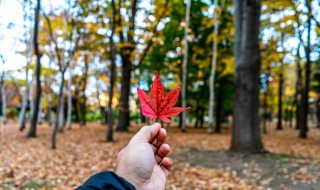 秋天怎么养花（秋天怎么养花最好）