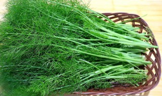 茴香的功效作用有哪些（茴香的功效与作用有哪些）