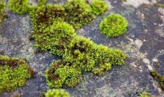 苔藓和青苔有区别吗 苔藓和青苔有区别吗图片