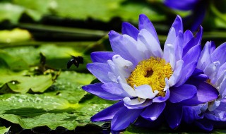 埃及蓝睡莲的护肤功效（埃及蓝睡莲对皮肤的作用）