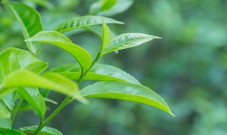 什么颜色对眼睛好（手机屏幕调成什么颜色对眼睛好）