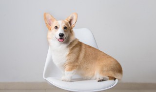 让狗狗吃苹果怎么做 怎么给狗狗吃苹果