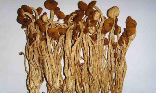 干茶树菇怎么煮才会烂（干茶树菇泡发窍门）