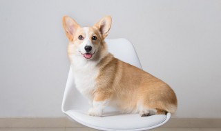 幼犬增肥方法 幼犬增肥方法有哪几种