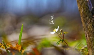 春分吃什么糕点 春分吃什么美食