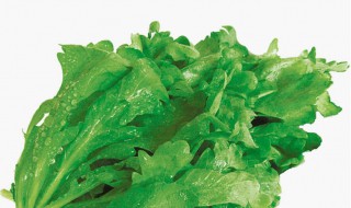 蒿菜吃了什么好处 蒿菜食用禁忌