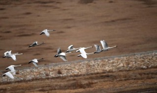 候鸟迁徙的原因（候鸟迁徙的原因有哪些）