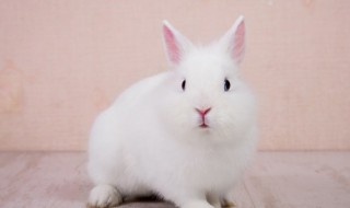 养兔的管理原则和方法 养兔的管理原则和方法是什么