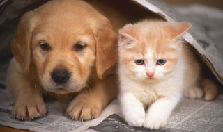 宠物毛发护理方法（宠物毛发护理方法视频）